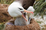 Black-browed albatross chick is being fed