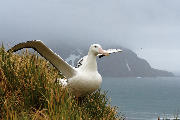 Wandering Albatross spreading wings - South Georgia Island