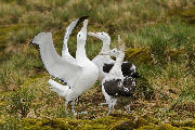 Wandering Albatross courtship display