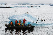 Zodiac cruise to Adelie penguins on iceberg.