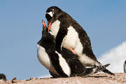 Pair of mating Gentoo penguins. Port Lockroy