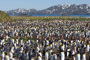 King penguin colony at Salisbury Plain.