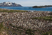 Salisbury Plain overlook, South Georgia Island