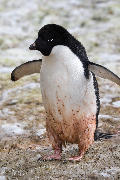 Global warming is bad news for adelie penguins