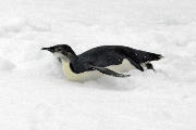 emperor penguin tobogganing