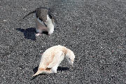 All-white (Leucistic) Chinstrap penguin