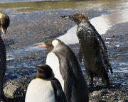 All-black penguin