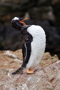Braying Gentoo penguin. Falkland Islands.