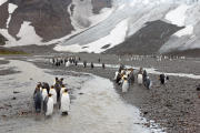 King Penguins at small glacier stream