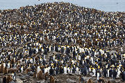 King penguin hill at St. Andrews Bay