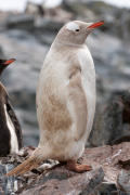 Leucistic Gentoo Penguin
