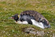 Adult moulting King penguin sleeping in the grass.