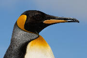 King penguin portrait.