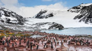 Adelie penguin colony at South Orkney Islands 