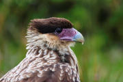 Southern Crested Caracara portrait
