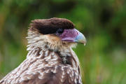 Southern Crested Caracara portrait
