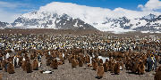 St. Andrews Bay - 250.000 King penguins