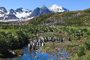 Moulting king penguins in a mountainous landscape