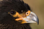 Johnny Rook (Striated Caracara) portrait