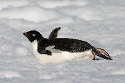 Adelie penguin tobogganing on snow