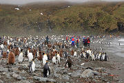 King Penguin and tourists at Gold Harbour