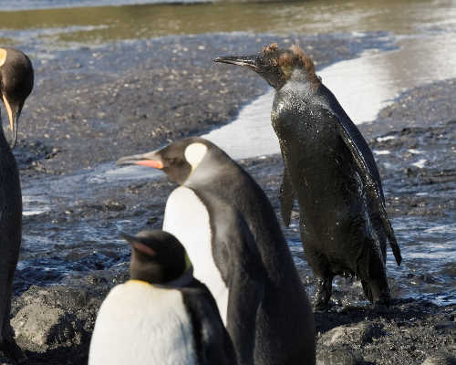 All-black penguin