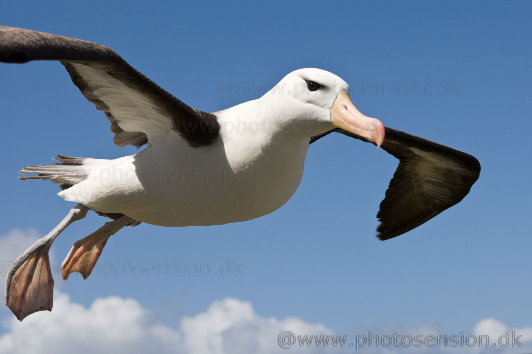 [Image: flying-black-browed-albatross-close-up-2...3-3943.jpg]