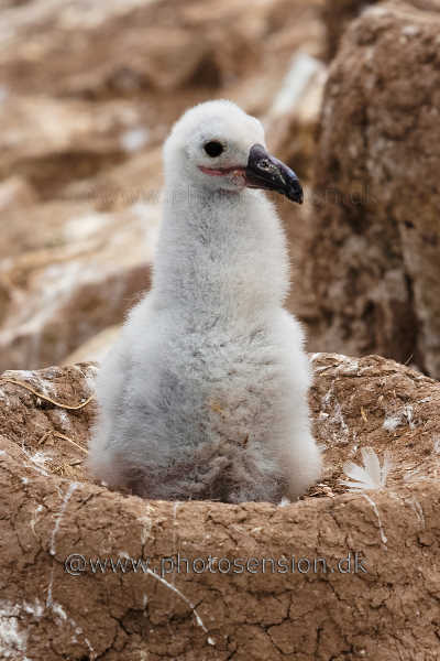 Black-browed albatross chick in nest