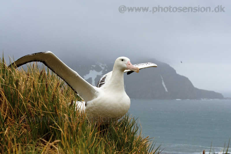 Wandering Albatross spreading wings - South Georgia Island