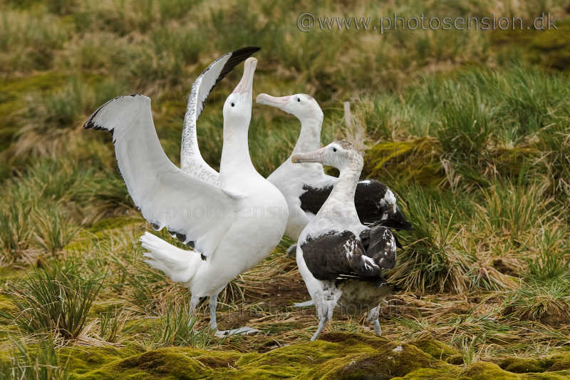 Wandering Albatross courtship display
