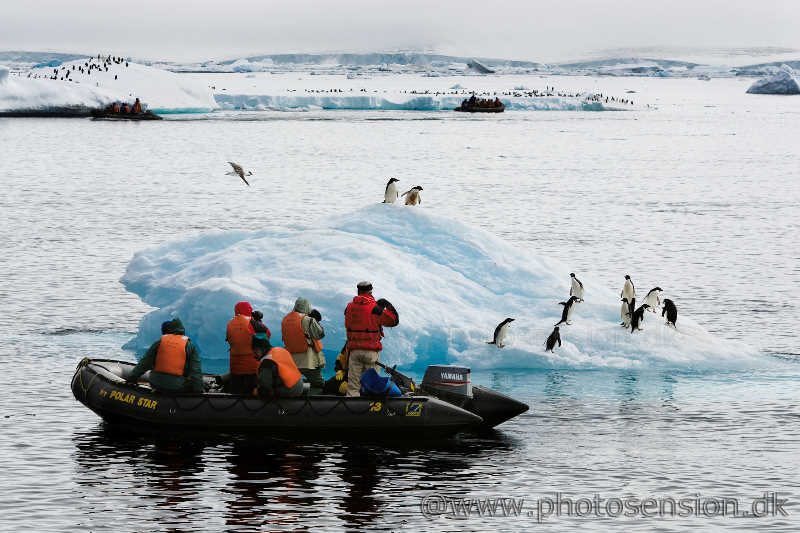 Zodiac cruise to Adelie penguins on iceberg.