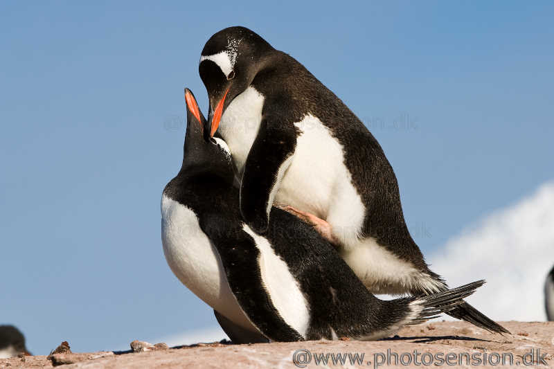 Pair of mating Gentoo penguins. Port Lockroy