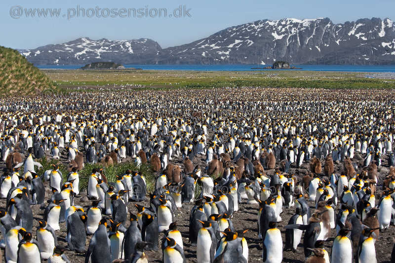 King penguin colony at Salisbury Plain.