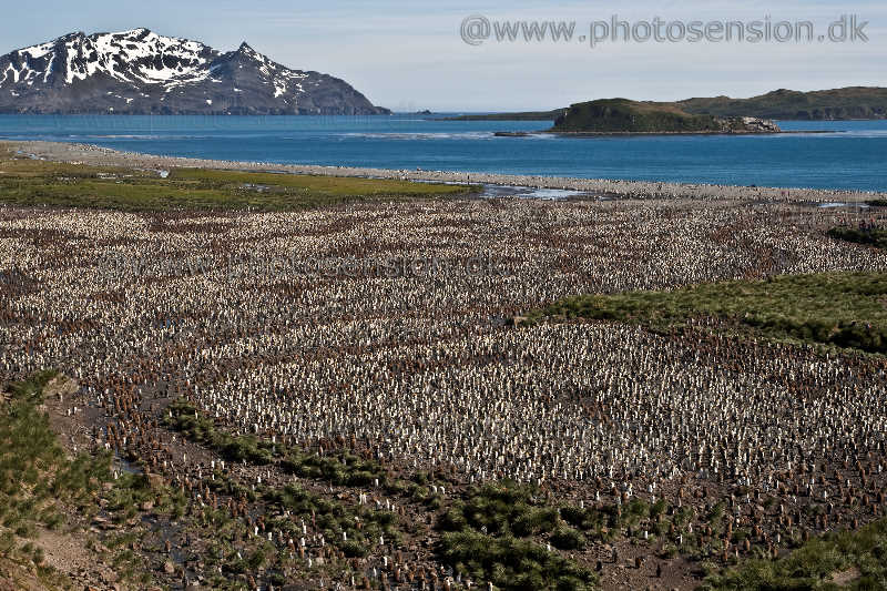 Salisbury Plain overlook, South Georgia Island