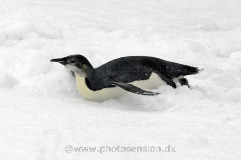 Immature Emperor penguin tobogganing on sea ice