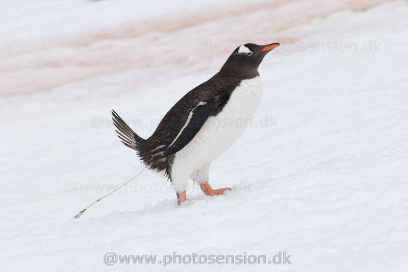 Gentoo penguin pooping in the snow