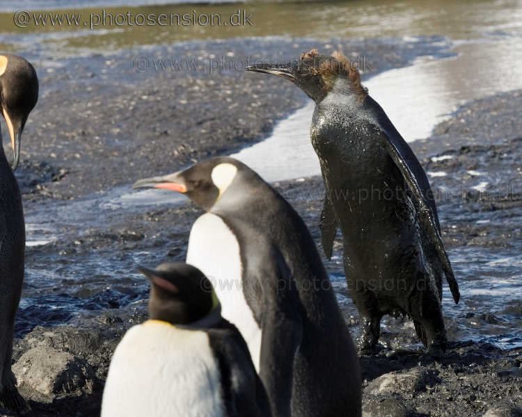 All-black penguin or penguin dressed in black mud?