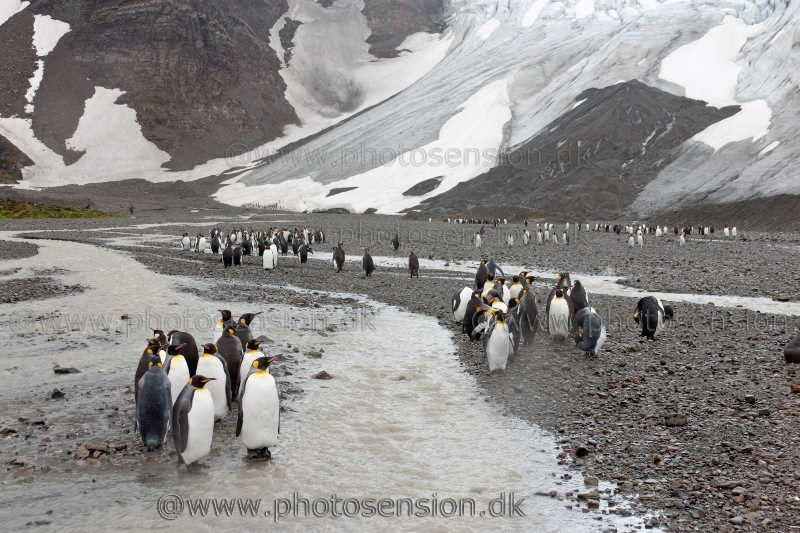 King Penguins at small glacier stream