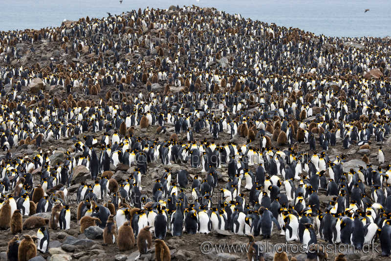 King penguin hill at St. Andrews Bay