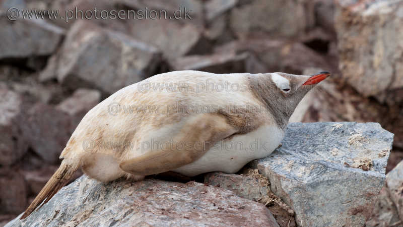 Leucistic Gentoo Penguin takes a nap