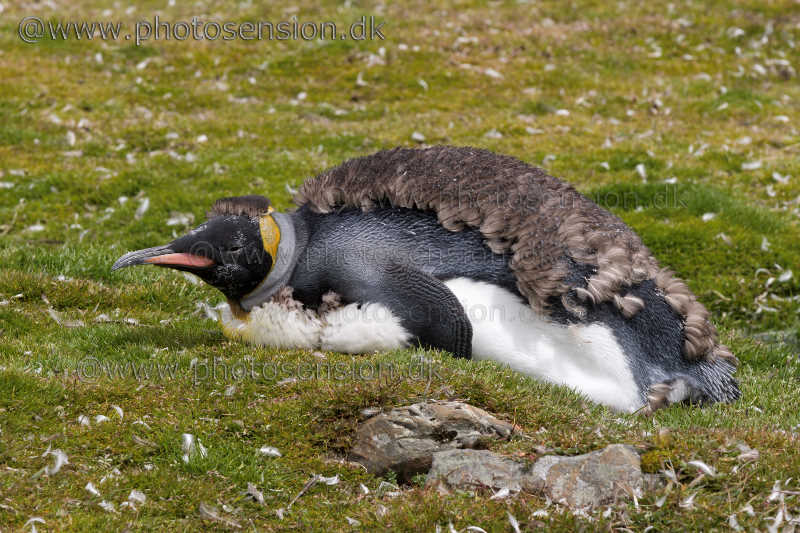 Adult moulting King penguin sleeping in the grass.