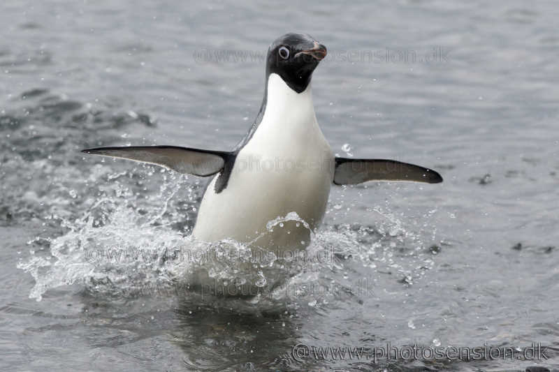 Almost airborne. Adelie penguin porpoising in shallow water.