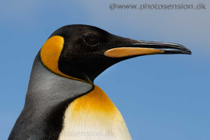 King penguin portrait.