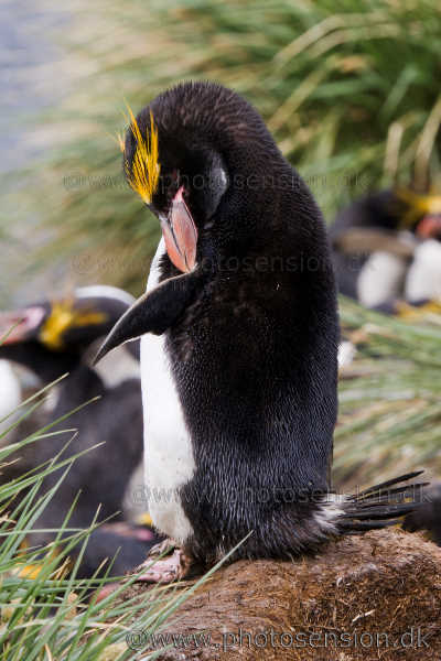 Preening Macaroni penguin (Eudyptes chrysolophus)