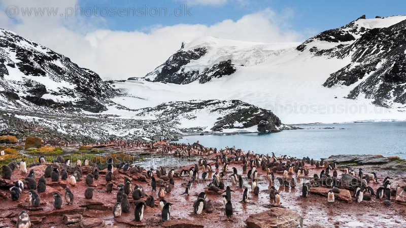 Adelie penguin colony at South Orkney Islands