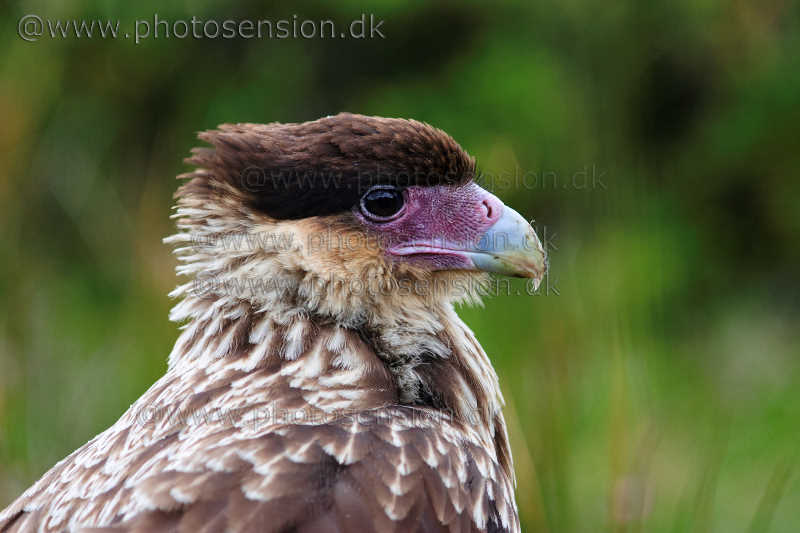 Southern Crested Caracara portrait