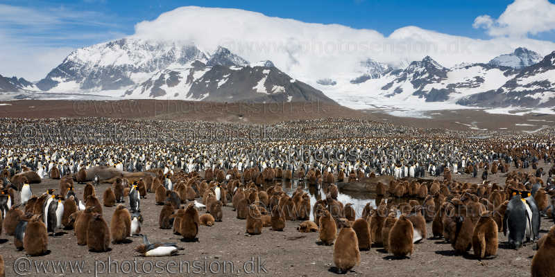 St. Andrews Bay - 250.000 King penguins