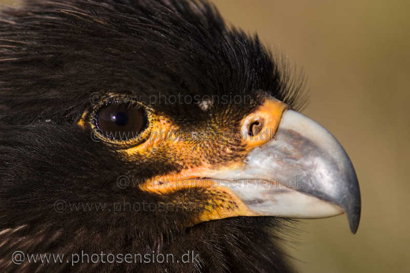 Johnny Rook (Striated Caracara) portrait