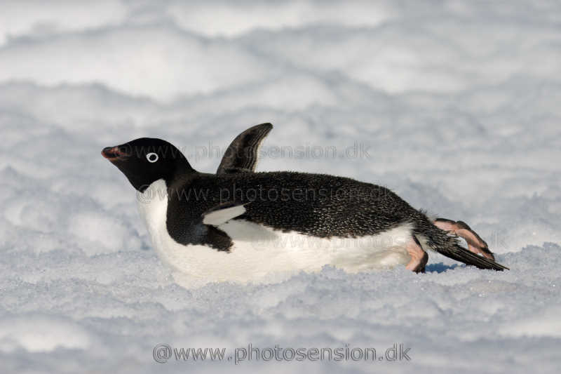 Adelie penguin tobogganing on snow