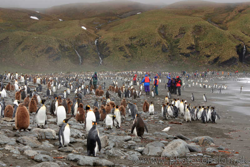 King Penguin and tourists at Gold Harbour